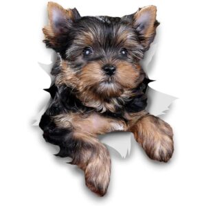 Winston Bear 3D Dog Pegatinas Paquete de 2 Cute_1