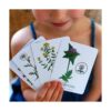 Wildcraft Juego de mesa cooperativo An herbal adventure_4
