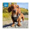 Voyager Arnés de peluche para perros pequeños y medianos_4