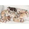 14 collares para cachorros de arena para cachorros que
