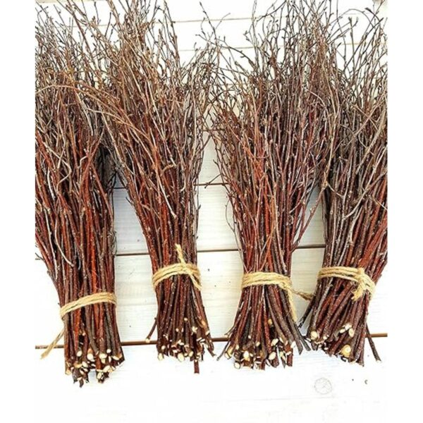 200 unidades. Ramitas de abedul 100 naturales para_1
