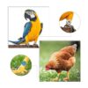 60 bandas de identificación de pollo coloridas aves de