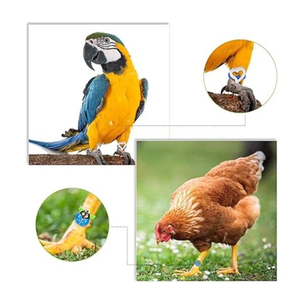 60 bandas de identificación de pollo coloridas aves de