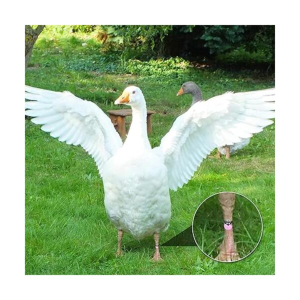 60 bandas de identificación de pollo coloridas aves de