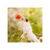 8 piezas de mini aro de baloncesto mini aro de_4