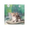 8 ventosas para ventana de gato percha para ventana de