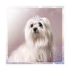 9 piezas de pinzas para el pelo de la corona de perro con