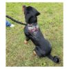 ActiveDogs Service Bandana reflectante para perro y collar