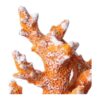 Adorno de coral artificial para plantas submarinas_3