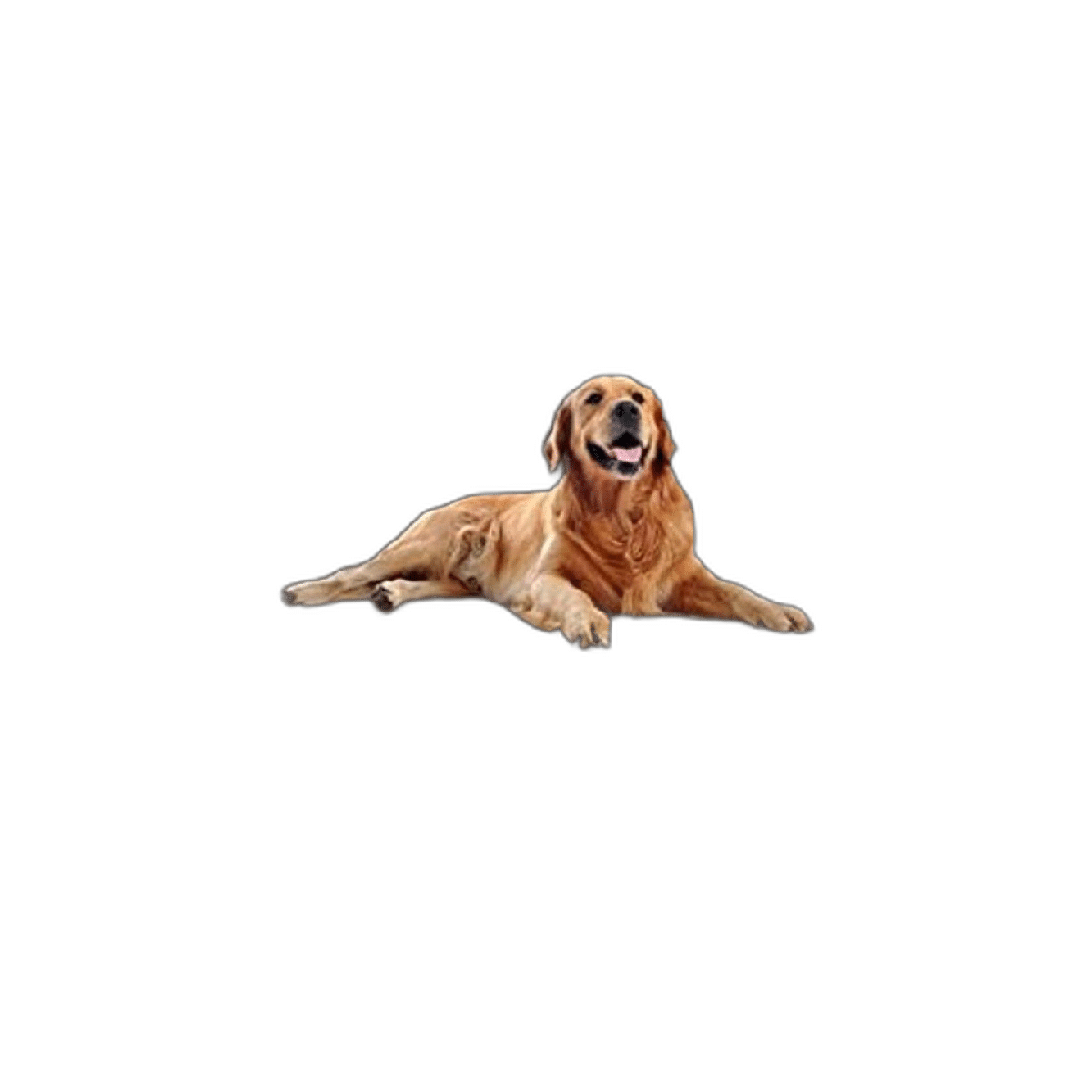 Almohadillas lavables para orinar para perros