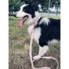 Juego de collar y correa para perro. Piel vegana suave y