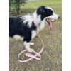Juego de collar y correa para perro. Piel vegana suave y