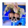 Macetas de calavera para plantas de interior maceta de