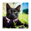BoomBone Collar para gato diseño de calavera con