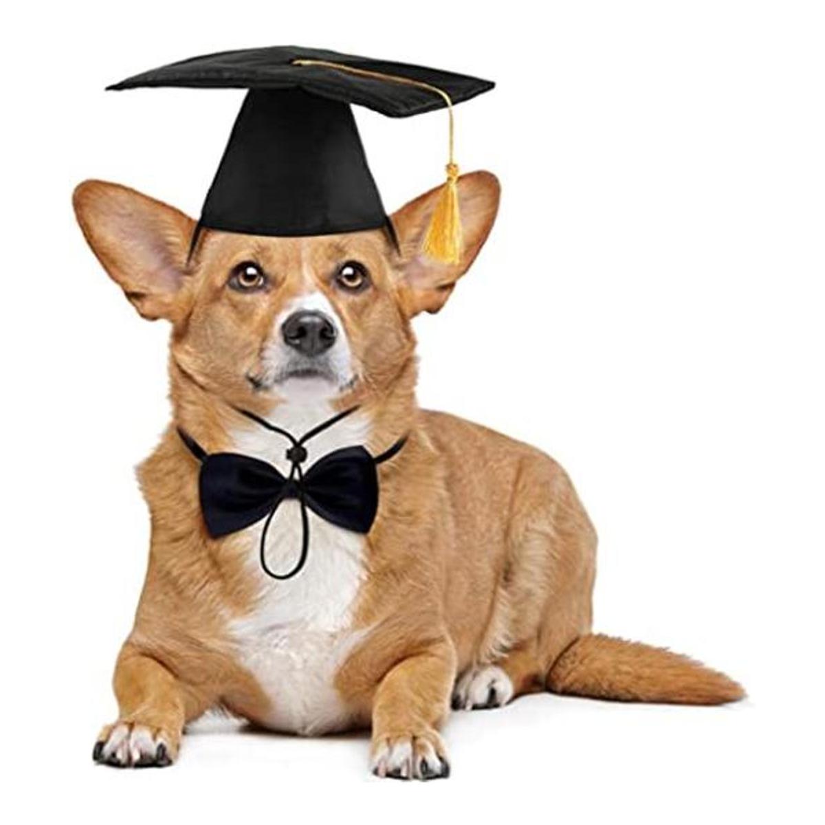 Juego de gorro de graduación para perros y collar de