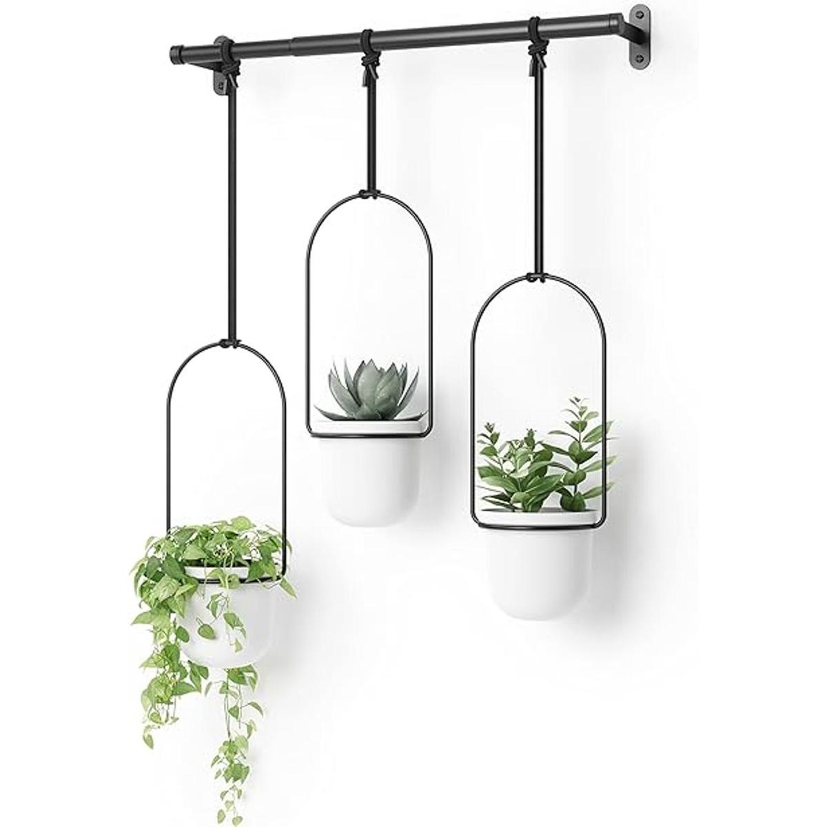 Umbra Triflora Maceta colgante para ventana jardín de
