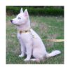 Collar de perro floral con elegante pajarita de algodón_5