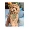 Timoey Collares de perro para perros pequeños ajustable