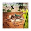 Tfwadmx Madera flotante natural para acuario ramas de