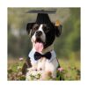 Juego de gorras de graduación para mascotas sombreros de