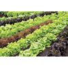 Rain Drip R567DT Kit de riego de verduras para jardín_5