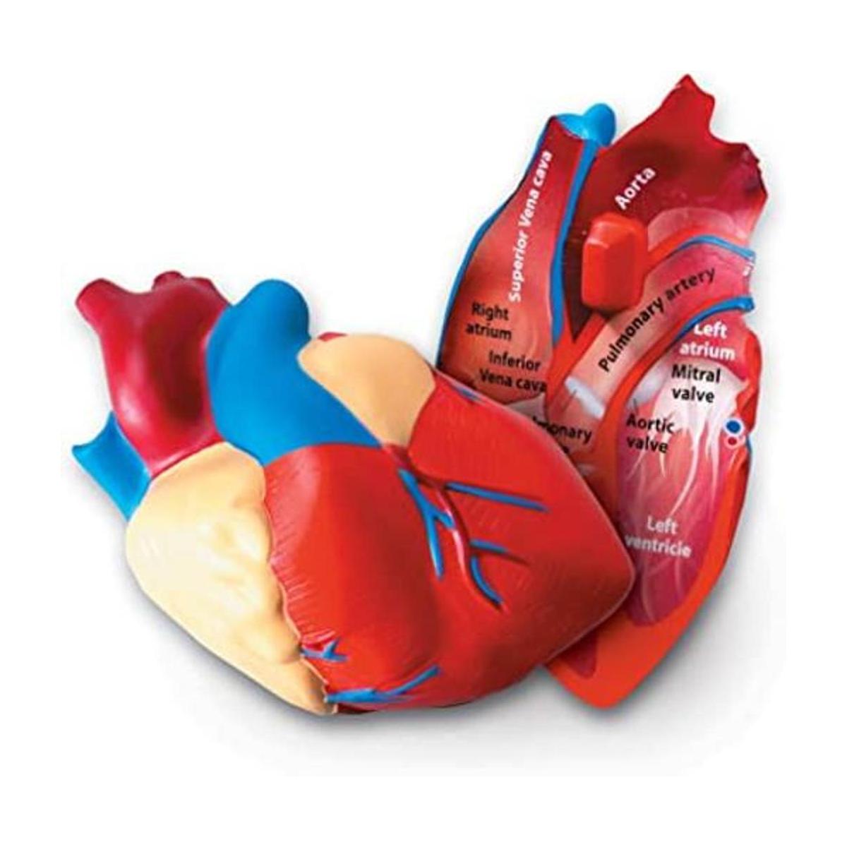 Learning Resources Modelo de corazón humano de sección