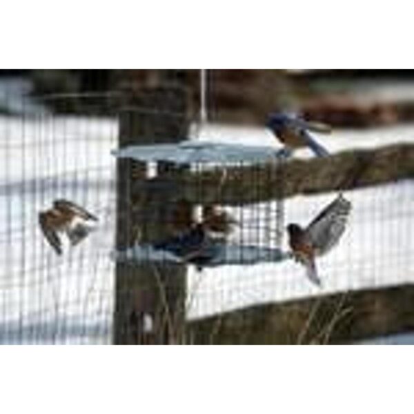 Erva Comedero Bluebird Incluye taza de gusano de