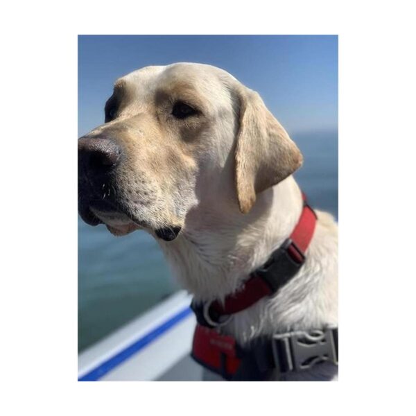 Country Brook Design Collar de nailon de lujo para perro