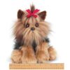 Perro de peluche Bearington Chewie Yorkshire Terrier Toy_2