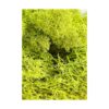 Musgo preservado SuperMoss Chartreuse_5
