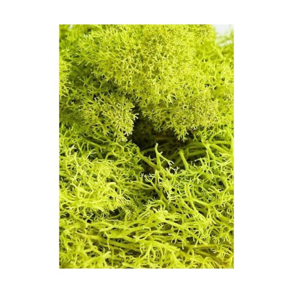 Musgo preservado SuperMoss Chartreuse_5