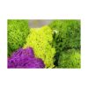 Musgo preservado SuperMoss Chartreuse_4