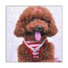 PETFAVORITES Collar de diseño de corazón de cristal de_5