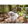 Pets First New York Jets Leash_4