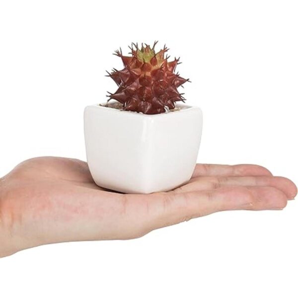MyGift Surtido de plantas suculentas rojas artificiales_4