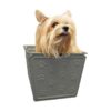Spectrum Diversified Paws Macklin Basket Cubo de_2