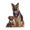 Pets First Illinois Bandana reversible para perros_5