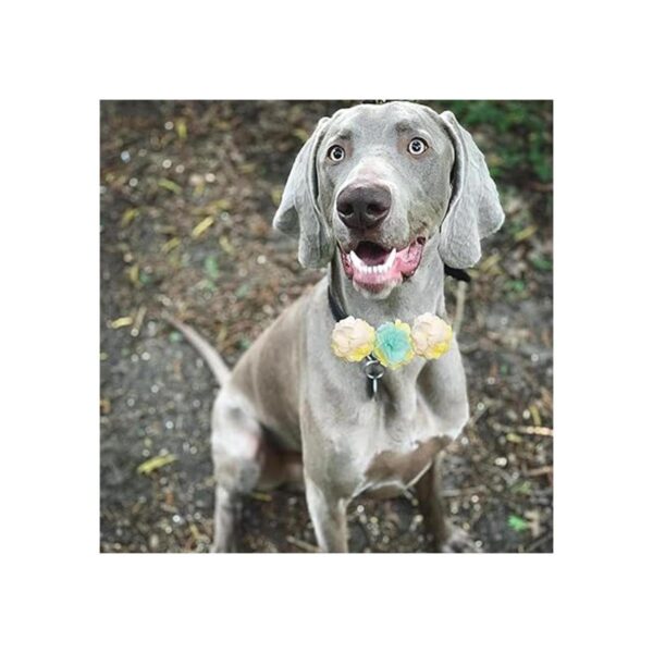 Pet Show Collar de perro lazos encantos flor accesorios