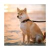 CollarDirect Correa de perro impermeable pequeña mediana_5
