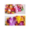 BPNHNA 6 coronas hawaianas con diadema de flores