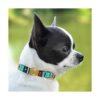 CollarDirect Collar de perro de nailon con hebilla tribal
