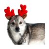 Midlee cuernos de reno navideño para perros pequeños