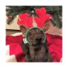 Midlee cuernos de reno navideño para perros pequeños