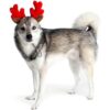 Midlee cuernos de reno navideño para perros pequeños