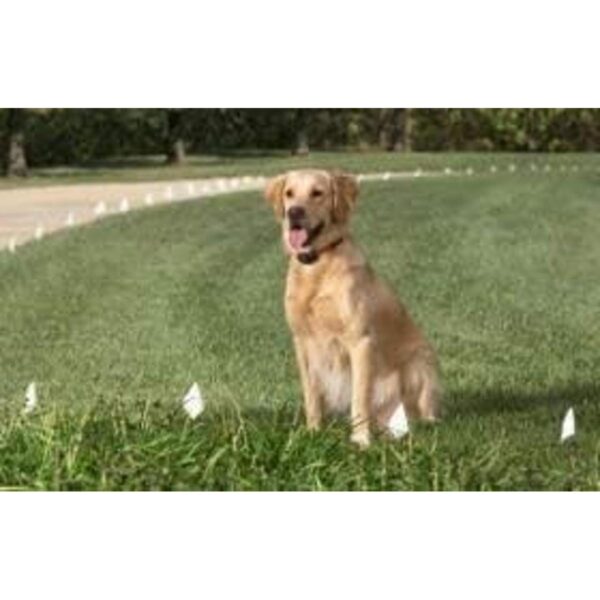 Sparky Pet Co Biothane Collar de repuesto con hebilla de_2