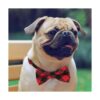 Pajaritas para perros 30 piezas de Segarty para perros_2