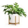 Fox Fern Soporte moderno de medio siglo para maceta