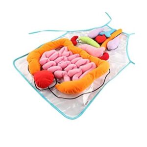 KAKIBLIN Delantal de órgano 3D delantal de anatomía_1
