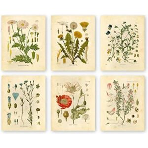 Botanical Prints Arte de pared floral con estampado de_1