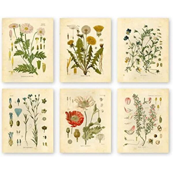 Botanical Prints Arte de pared floral con estampado de_1